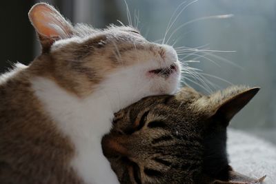 Close-up of a cat with eyes closed