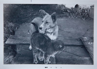Portrait of a dog