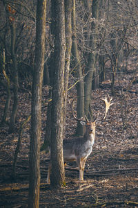 Stag standing by trees in forest
