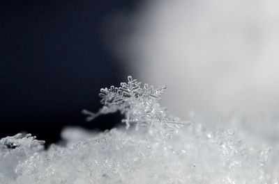 Close-up of snow flakes