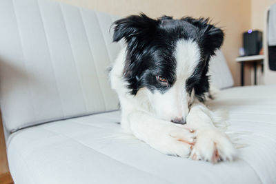 Funny portrait of cute smiling puppy dog border collie on couch indoors