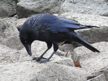 Close-up of bird on sand