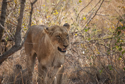 Lions resting in the heat of the day