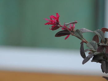 Close-up of red flowering plant