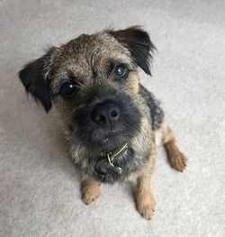 Close-up portrait of puppy