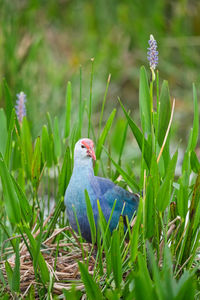 Close-up of bird on field