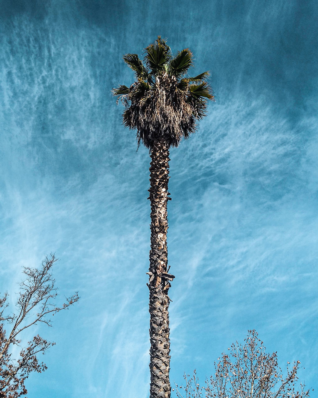 tree, plant, palm tree, tropical climate, sky, low angle view, nature, tree trunk, growth, trunk, tall - high, beauty in nature, no people, cloud - sky, tranquility, outdoors, tranquil scene, day, scenics - nature, coconut palm tree, tropical tree, palm leaf