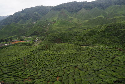 Scenic view of agricultural field against mountains