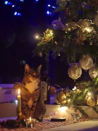 Illuminated christmas tree at night