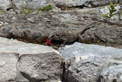 High angle view of insect on rock