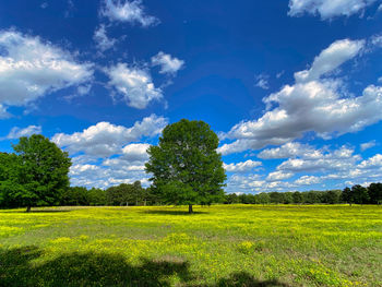 Scenic view of field against sky