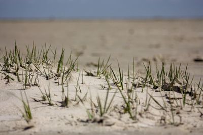 Plants growing on field against sky