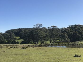 Scenic view of trees on field against clear blue sky