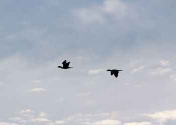 Low angle view of silhouette birds flying in sky