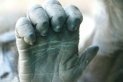 Close-up of gorilla hand