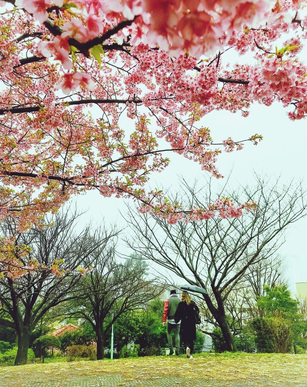 REAR VIEW OF MAN WALKING ON TREE