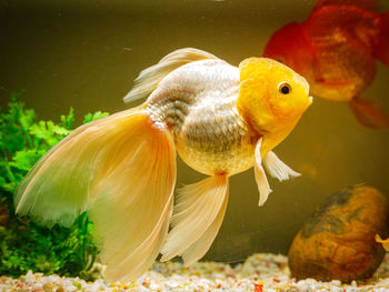 Close-up of fish swimming in sea