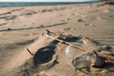 Close-up of seashell on beach