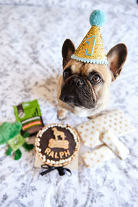 Close-up of dog on wall