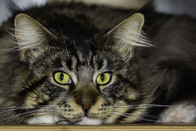Close-up portrait of a cat