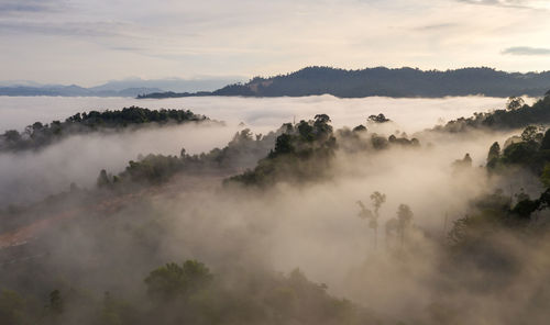 Panoramic view of mist covered forest