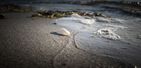 Close-up of shells on shore