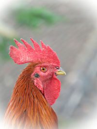 Close-up of rooster