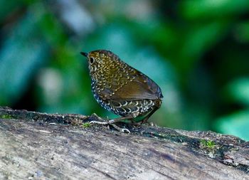 Close-up of butterfly perching on a tree