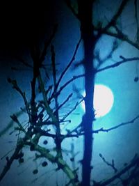 Low angle view of silhouette plant against sky