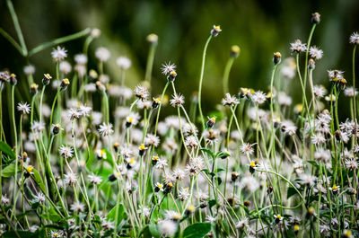 Close-up of white flowering plants on field