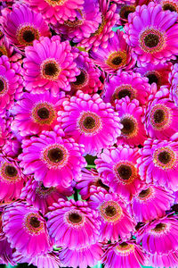 Close-up of pink flowering plants