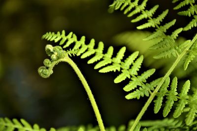Close-up of fern leaves