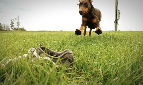 Dog playing on grassy field