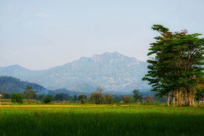 Scenic view of field against sky