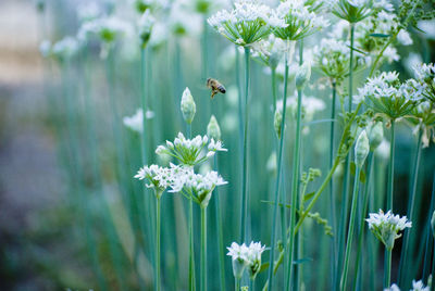 View of insect pollinating flower