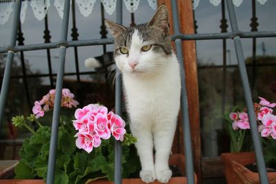 Close-up of cat against plants