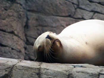 Seal sleeping on rock at zoo