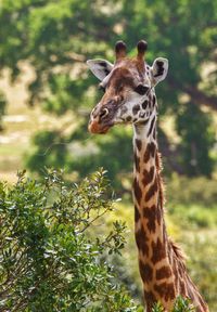 Portrait of giraffe