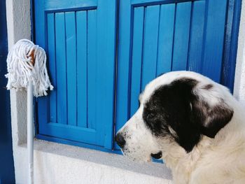 Close-up of a dog looking away