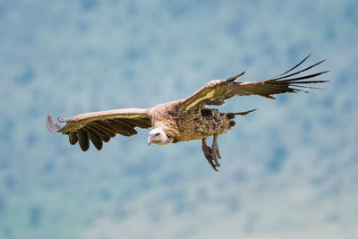 White-backed vulture glides towards landing near hillside