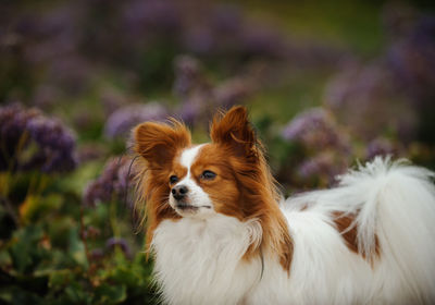 Close-up of dog