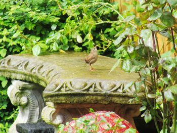 Bird perching on a sculpture