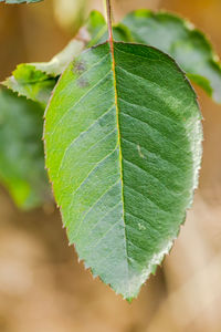 Close-up of fresh green leaves