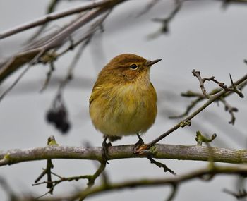 Close-up of bird perching on branch