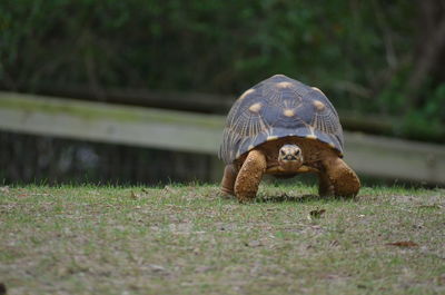 Close-up of a turtle on field