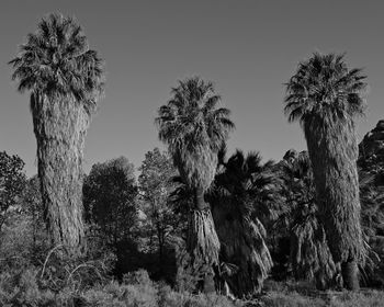 Low angle view of palm trees against clear sky