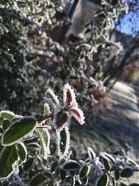 Close-up of snow on plant during winter