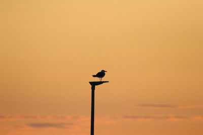 Low angle view of bird perching on a orange sky
