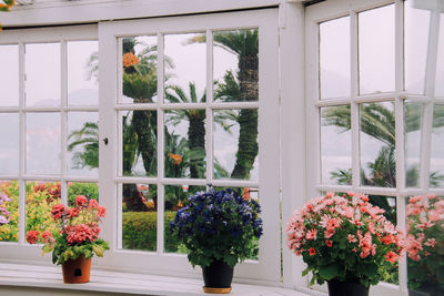 Potted plants in greenhouse