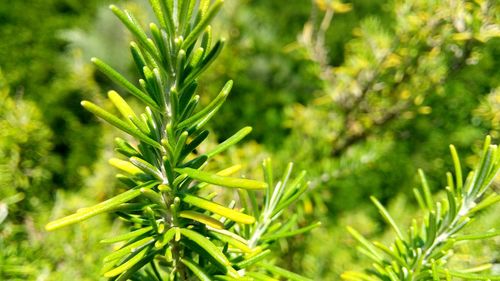 Close-up of plant